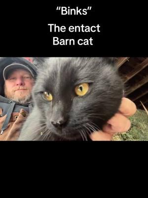 #mountainhcattle #binks #barncat #toughcats #entactmalecat 