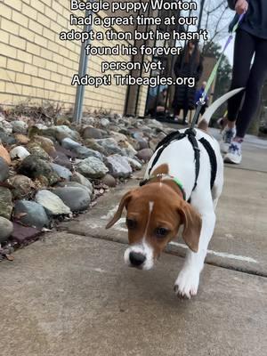 We have so many puppies, adults and senior beagles looking for homes. Visit our website to see if one is right for you! Tribeagles.org #beagle #beagles #beagletok #houndhouse #rescuedog #adoptdontshop 