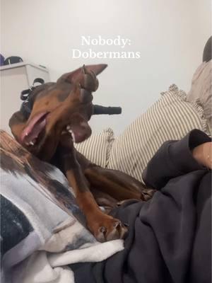 they’re all the same… #doberman #dobermanpuppy #azdobermans #dobermanmom 