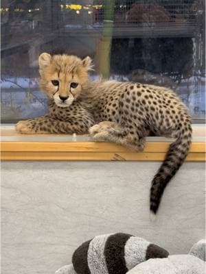 A sleepy girl in the windowsill 😴 🐆  #cheetah #cincinnatizoo #cheetahcub #fypシ 