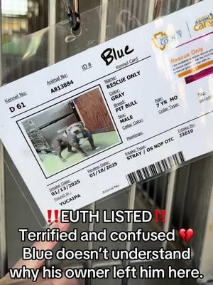 **ON EUTH LIST: CAN BE KILLED AT ANY TIME** BLUE - ID #A813884 (available 1/18/25) **OWNER SURRENDERED** **RESCUE ONLY (dog aggressive per owner)** Located: Devore Shelter Description: I am a gray, neutered male, who looks like a Pit Bull Terrier. Age: I am estimated to be 7 years old. More Info: I am in kennel D 61. I have been at the shelter since Jan 13, 2025. I was found near 12000 Block 12Th Street in Yucaipa. Shelter information Location: San Bernardino County - Devore Shelter Phone Number: (909) 386-9820 Address: 19777 Shelter Way San Bernardino, CA 92407 Rescue coordinator email:  SBAC.rescue@dph.sbcounty.gov #rescuingsaveslives #fosteringsaveslives  #devoreshelter #devoreanimalshelter #devoreshelterdogs #spayandneuter  #microchipyourpets #fyp #foryourpage #foryoupage #help #rescue #la #sandiego #sanbernardino #cali #california #urgent #euthlisted #pibblesoftiktok #pitbullsoftiktok #bluepitbull 