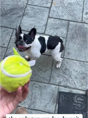 10/10 recommend that you buy this ball for your dog! #frenchies #frenchbulldog #bulldogsoftiktok #frenchiepuppy #dogball #dogsplaying #highenergy #interactivedogtoy #dogparents #funnydogvideos 