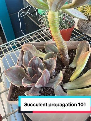 Rinse and repeat until you have 10,000 lol #succulentpropagation #partlysunnyprojects