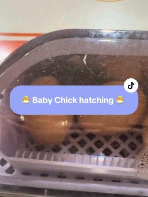 Our first baby chicks hatching in 2025! #hatching #CapCut #hatchingeggs #chicken #chickensoftiktok #chickens #happy #birthday #happybirthday #bornday #Viral #viral🔥 #viral_ #viralchallenge #viral? #viral🖤 #viralsong #tiktok_viral #viraltiktok #viral?? #viral_videos #viral_video #tiktokviral #viralvideo #virales #viralhacks #medanviral #viral2020 #viral_odisha I#viral_video_tiktok #mainanviral #viralvide #newviral #pulseviral #viral2021 #hantuviral #viralperu #viralvibes #dramaviral #viralsihort #fy #fyp #fypシ #fypシ゚viral #fypage #fyppppppppppppppppppppppp #fypp #fypchallenge #fypsounds #like #likelike #like❤️ #likeforlike #likes #liketiktok #like4like #like_ #likeproblem😓 #1like #kilolike #like4 #likeme #likez #like? #likeido #likee #like?? #likeit #likehousebr #damelike #likefor #ulike #lovelike💕💞 #foryourlike #plzlike #dejatulike #sendmelike #sendlikeme #denlelike #rednote #foryoupage #foryou_page #for_you_page #for_youpage #foryoupage_ #foryoupage🔥 #fouryoupage #foryoupage? #_foryoupage #foryoupage❤ #foryourpage #foryoupage❤️❤ #foryoupage❤️❤️ #foryoupage____ #foryoupages #foryoupage❤❤ #foryoupage❤️ #fforyoupage #foryoupage😍 #foryoupage💙 #foryoupageシ #foryyoupage #foryoupagechallenge #foreyoupage #foryoupage। #foryoupagepage #foruyoupage #foryoupageoficial #officialforyoupage #fypforyoupage #foryou #foryou_ #foryou❤️ #foryou? #foryou🔥 #foryou❤ #foryou🖤 #foryou😂😂 #foryou💔 #🥰foryou #foryouforyou #foryou__ #foryou?? #for_you_ #_foryou #foryouchallenge #for___________you #foruyou #foryouu #foryour #foryoupage #for_you_page #foryou_page #ForYouPelikula #foryou4 #foryoux #foryyou #foryougreece #foryouuu #foryouisrael #military #unitedstates #militaryspouse #milspouse #navywife 