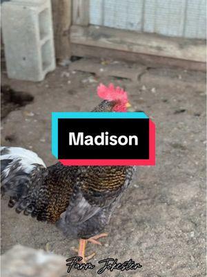 Madison!, Oh Madison!, Maaddisonnn! #madison #madyson #madisyn #maddison #madisen #chickens #hen #hens #rooster #roosters #roostersofinstagram #nameyellingchicken #namescreamingchicken #chickensofinstagram #backyardchickens #humor #laugh #farmjokester #michaelsalerno