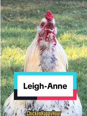 Frankie’s calling #leighanne #leann #leanne #chicken #rooster #chickensoftiktok #funnyanimals #memesdaily #chickenhappyhour 