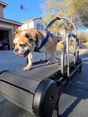 Have you been looking for an affordable yet high quality dog treadmill? Ronzeil Dog Treadmills are so tough they are Frankie approved! @Ronzeil Dog Treadmill #mobiledoggym #dogexercise #slatmill 