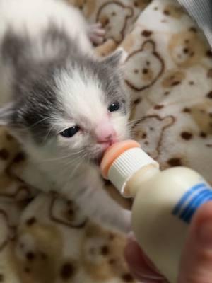 It’s the ear wiggle for me @Runaways Animal Rescue #kittens #bottlebabykitten #fosterkittens 