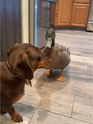 Who’s going to make the first move?🤔 #meetrufus #quack #babies #cuteducks #viral #funnyduck #brownduck #pets #rufus #louie #ducks #animalsoftiktok #farmlife #louieandrufus #funnyamimalsontiktok #ducksoftiktok #khakiCampbell #petduck #funny #dachshund 