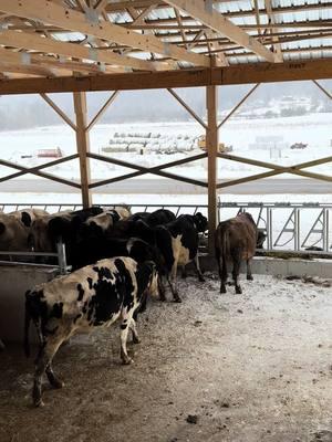 Cows are finally in the new barn. #farm #winterchores #nyfarm #farmlife #dairy 