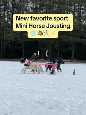 New favorite sport: Mini Horse Jousting  🤺💛🤗🐴✨❄️ #alchemyacres #skijoring #jousting #minihorses @ponies.and.properties @realtor.in.the.wild 