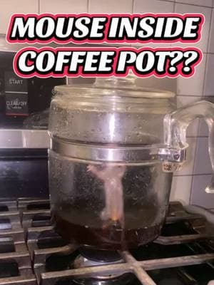 Oh, you know just a mouse inside my coffee pot it’s fine. No animals were in danger in this video. He’s outside living his best life, but still wouldn’t you be shocked? #mouse #coffeetiktok #mouseinthehouse #fyp #shocking #shareshare #viralvideo 