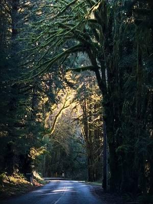 I love driving on the roads in the rainforests ☺️ #pnwonderland #fyp #olympicpeninsula #washingtoncheck #pnw #mossyforest #quinaultrainforest 