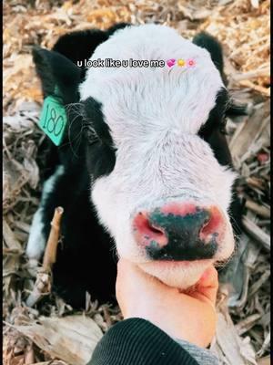 January babes 💞 #calvingseason #simmental #cattleranching #cattlefarming #ranchlife #cowgirlcheck 