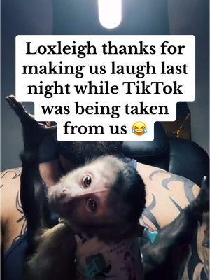 @Lox&Ollie While we were all stressing out last night to see if TikTok was going be banned, This was Loxleigh 😂 01/18/25 #Loxandollie #fyi #fypage #foryoupage #fypシ゚viral #fyf #fyfyfyfy #fyfyfyfyfyfyfyfyfyfyfyfyfyfyfyfyfyfy #fyforyou  #monkeysoftiktok #capuchin #monkey #monkeys #babymonkey #cute #adorableanimals #cuteanimals #cuteanimalsoftiktok #babyanimals #funnyanimals #funny #petmonkey #lando #spidermonkey #babyspidermonkey #newbornmonkey #monkys #funnymonkeyvideos #monkeybaby #monkeysactslikeahuman #monkeyrealfootage #smartmonkeys #capuchinmonkey #femalemonkey #asmrmonkey #babymonkeyvideos 