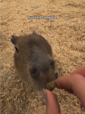 crying  #capybaratiktok #capybara #fypシ #foryou #viral #viraltiktok #weekendtrip #safari #fun #cute #babycapybara #life #weekendtrip 