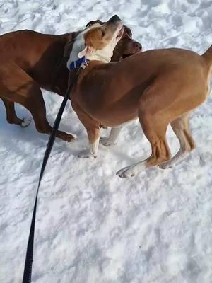 Ig tic tok is back lmao. Welcome back y'all 😂 #dogs #blueheeler #pitmixoftiktok #snow #dog #doggo #playinginthesnow #blueheelermix #snowday 