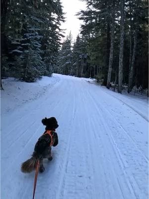 Had an amazing ski session with Finn on Friday ⛷️#servicedog #labradoodle #servicedogteam #australianlabradoodle #doodle #dogcommunity #pnw #skijor #skijoringdog #joring #joringdog #skiing #mthood #sleddog #xcskiing #oregon 