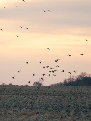 Blessed #combatwaterfowl #duckseason #waterfowl #ducks 