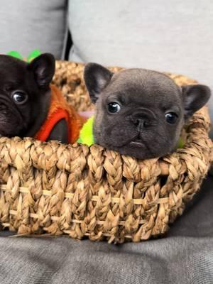 Cuteness overload   #chubby #sochubby #goshhescute #fypシ #foryoupage #bearcub #pibble12#frenchieshow #813frenchiesline #813frenchies #fortheloveofpuppies #puppiesgoviral #viralpuppy #chunky #squishyfacecrew #teddybearface #outstanding #bestofthebest #sweetlittleangel #sweetlittlepuppy #pibble  #yourbestlife #pibblelove #pibblelife #pibblemix #pibblesofinstagram #pibblemom 