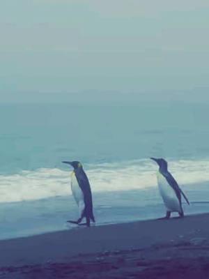 Weathering the storm together 🐧🐧 #penguins #mypenguin #mypenguin🐧 #penguin #soulmates #anotheruniverse #inanotherlife #inanotheruniverse #youfeellikehome #weatheringthestorm #togetherforever #foreverandalways #mate #lovestory #myheartandsoul 