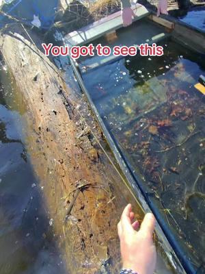 You just got to see it #hunting #massfollowing #fishing #georgia #thisscene #fyp #oldrowoutdoors #oldies #fishhard 