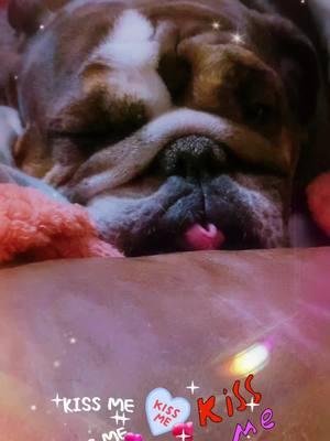 #❤️ #Love #bulldog #JellyRose #jellyrosediary #dogslove #maryjanegarrison #littlegypsyrose #gypsyrose #englishbulldog #bulldogsoftiktok #iloveyou #doglover #kissme #twilight #moonlight #❤️🐾❤️ 