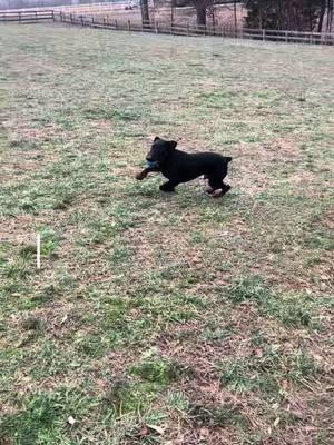 This is exactly how I imagine Choppers voice in my head.  Who would have thought that one night without TikTok would throw pretty much all of America into a panic?  All the dogs managed to live through the TikTok outage of 2025, thankfully. 😅  #jagdterrier #earthdog #workingdogs #terrier #cute #welcomeback #DogTraining #puppy #fyp #puppytraining #zoomies 