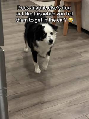 I think my dog is broken…. #aussieshepherd #miniaussie #funnydogs #dogsoftiktok #doglovers #fyp #foryou 