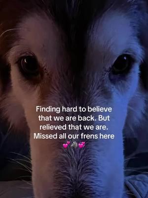 #skyepippatag #PetsOfTikTok #fyp #fypシ #tiktokfamouse #tiktok #funny #laughing #malamute #dogs #dogsoftiktoks #dogs of tiktok #weareback 