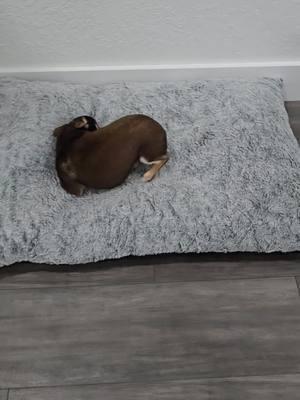 Cama para perro Grande o pequeño #camaparaperro #cama #perros #perro #perrogrande #chiguagua 