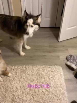 Talking husky! follow us on Instagram! Link in bio! #tiktokhusky #huskylife #funnyhuskyvideo #lunathehusky #talkinghusky #talkingdog #huskysoftiktok #husky #prettyhusky #wolfdog #huskyhowling #huskytalkingback  #huskytalk #talkingdogsoftiktok #wolfdog #bordercollie #gianthusky #souldog #puppiesoftiktok #onthisday 