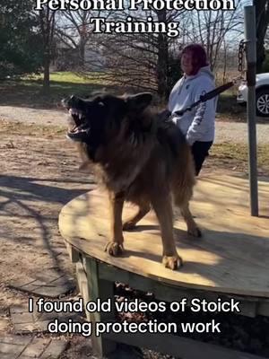 Stoick was awesome in his younger days #darkwinggsd #gsd #gsd #protectiondog #stoick 