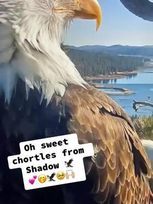 1/19/25 @10:17am 😉🦅🥹💕 music 🎵 to my ears !! Live this ‘silly bean ‘ Sir shadow ! #nature #eggwatch2025 #jackieandshadow #friendsofbigbearvalley #Bigbearlake #eagles 