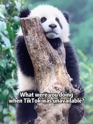 Tell me in the comments🤔 #tiktokisback #savetiktok #pandaeyes 