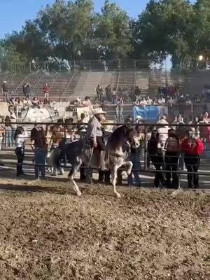 #caballostiktok #fiestaenelrancho🌵🤠🐴 #cuadrahorta #fiestaenelrancho🌵🤠🐴 #concursodecaballosbailadores🐴 #caballosbailadores🍀🐴🍎 #viralvideo #vidaderancho🌽👨‍🌾🚜🐎🐄🐂 #dogsoftiktok #lareyna #plevadabelica👿 #concursodecaballosbailadores🐴 @Chika Fresa #dogsoftiktok #viral?videotiktok😇😇 #plevadabelica👿 #morrasbuchonas#nuevaorganizacion