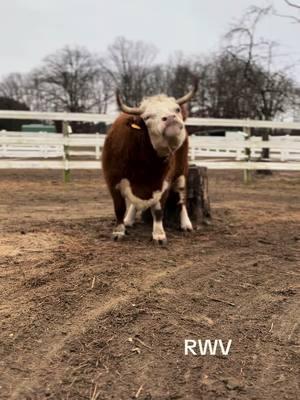 Dancing Trixie 🐮😊💕#fyp #ladyfarmerneedsacocktail #findreasonstosmile #funonthefarm #dancingcows 