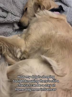 Just an aspiring stay at home dog mom who is very happy tik tok is back #tiktoker #dogmom #tiktokviral #humandogbed #sleep #sleepingdog #cozy #goldenretriever #retriever #dogsoftiktok #doggo #sleepy #cozydog #doglover 