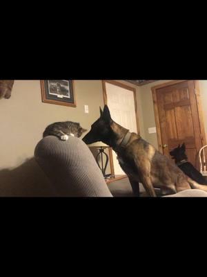 This is why cats need 9 lives 😜 #cat #cats #malinois #shepard #ninelives #funnymoments #catdogstory #catlover #dog #dogs #mischief 