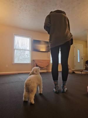 Today was the first day Lemon wanted to train after having a mild vaccine reaction (I think?). We did some signal proofing with Coaster as our distraction. #DogTraining #akcobedience #obediencedog #obedientdog #schnoodle #pumi #lfldogs #leashfreeliving 