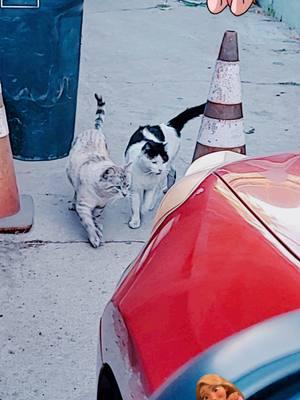 esto pasa cuando llego de trabajar🤩 #gatos #agradecidos #fieles #amorsincero #gatosrescatados #kokoniko 