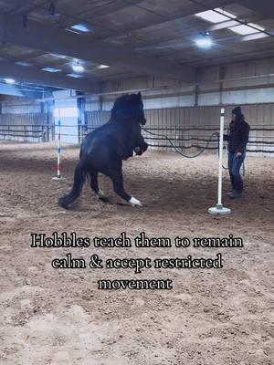 Hey, Alaska & I are back & we have a lot to catch you up on!#alaskathemustang #coltstarting #horsetraining #horses #horsesoftiktok #horsetok #hobbles #mustanghorse #horsesontiktok #horse #colt #horsefyp #equestrian #equestriansoftiktok 