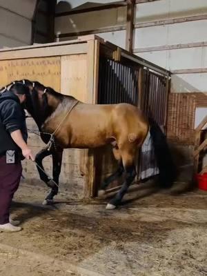 #nuevaorganizacion #morrasbuchonas #plevadabelica👿 #plevadabelica👿 #viral?videotiktok😇😇 #dogsoftiktok #viral?videotiktok😇😇 #concursodecaballosbailadores🐴 #lareyna #vidaderancho🌽👨‍🌾🚜🐎🐄🐂 #fiestaenelrancho🌵🤠🐴 #