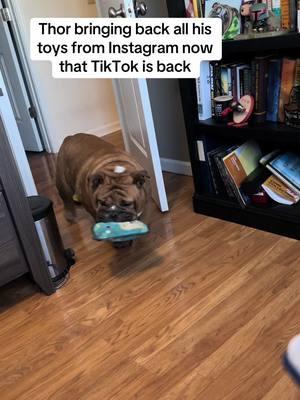 Instagram is so boring #bulldogsoftiktok #dogsoftiktok #tiktokclub #fypシ 