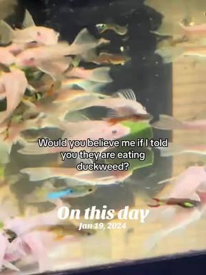 I can’t believe it’s been a year already 🤯 have you made this for your fish yet? #onthisday #fishtok #fishbreeder #feedingfish #DIY #supportsmallbusiness #fishfood #fishroom #aquarium #pleco #fishtank #womenownedbusiness #l144 #duckweed 