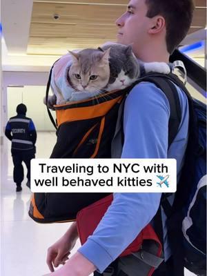 The best behaved travel companions 🥹❤️ One of the most commonly asked questions we get is what we do about their litter habits. We normally take them to the airport’s pet relief area before and after the flight so they can use their portable litter box ❤️ #cattravel #cats #pettravel #travelcat #cutecats #catlovers #britishshorthaircats #travel #catsoftiktok #nyc #adventurecats