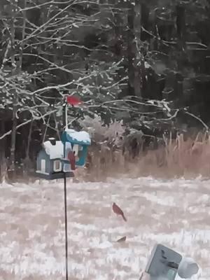 This beautiful song made me think of the snow we had last week. Hopefully we dodge any more fronts coming through  #weather #snow #snowinnc #fyp #slideshow #like #followme #fyp #deer #cardinals #birds #wilddeer #nature #nomosnow 