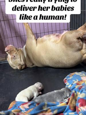 Our bully is in labor and she wants to deliver them on her back!!!  #breakthrubullies #animals #fyp #bullies #moments #funny #animallover #pregnant #in labor #breakthrufamily #dogsoftiktok #dog #doglover #fypage  #labor #nursing #babies 