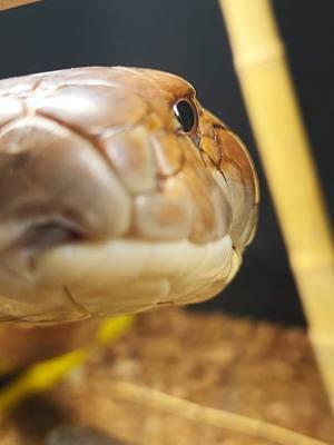 Walter White or Hies is very upset that he wasn't the savior of tiktok. If it didn't take him so long to pack maybe we could have made it there in time #kingcobra #venomman20 #animal #reptile #comedyvideo #jokes 