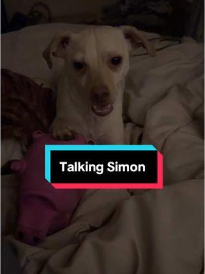 #jewelz821 #simon #dogsoftiktok #chorky #talkingdog 